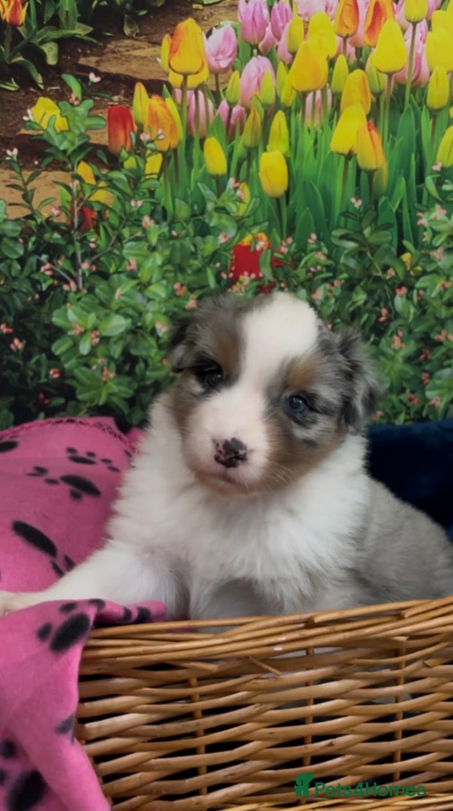 Australian Shepherd dogs Australian Shepherd Puppies - Advert 2