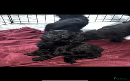 Cockapoo dogs for sale: Cockapoo puppies - Image 18