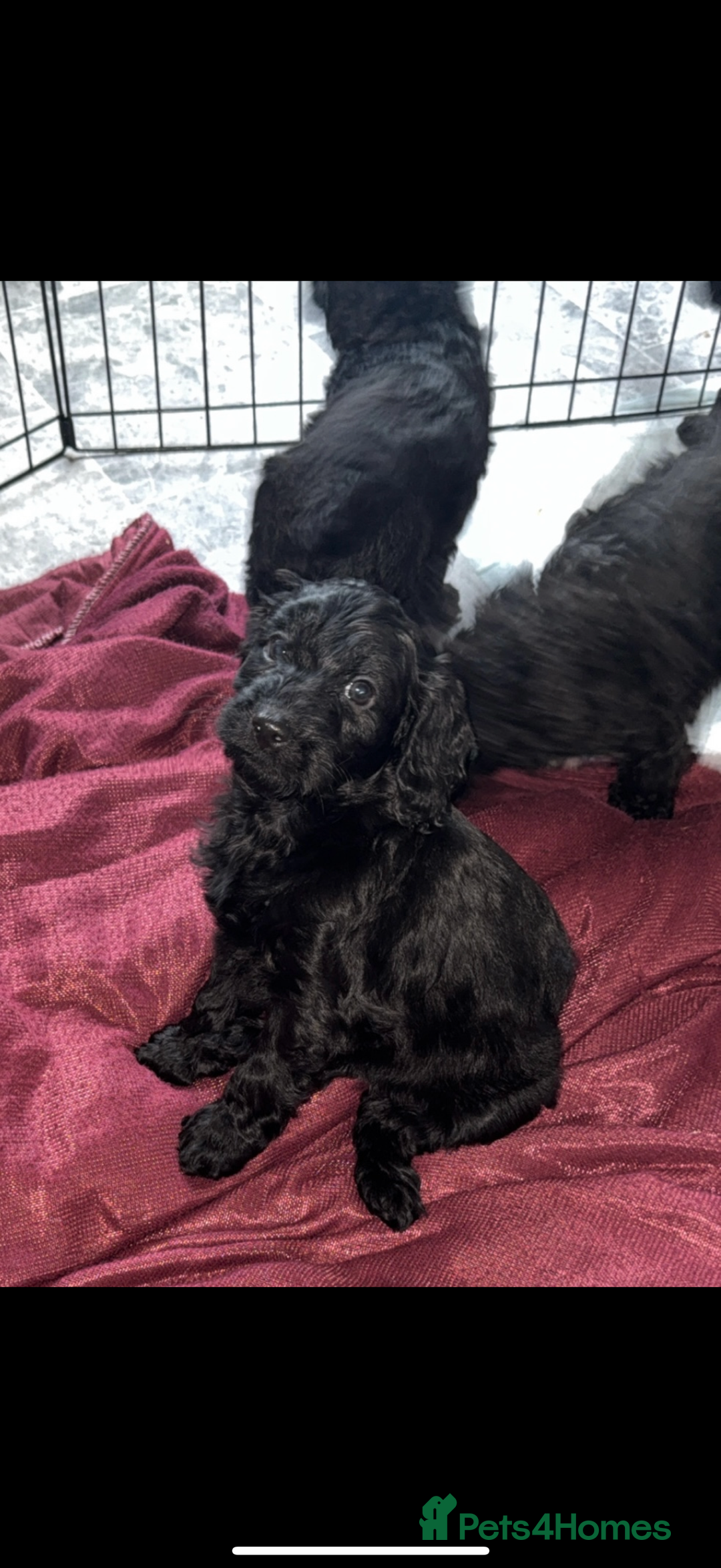 Cockapoo dogs for sale: Cockapoo puppies - Image 18