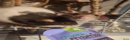 Rat rodents for sale: 5 female rats looking for a new home  in Porth - Advert 12