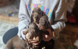 Miniature Dachshund dogs for sale: KC Mini Dachshund Dapple Girls & Boys and Tan Boy - Image 32