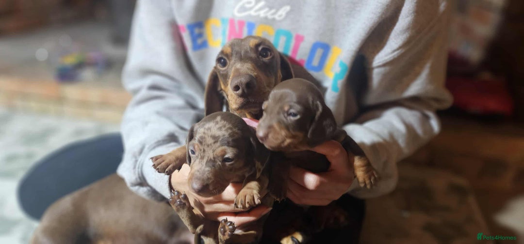 Miniature Dachshund dogs for sale: KC Mini Dachshund Dapple Girls & Boys and Tan Boy - Image 32