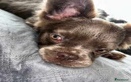 French Bulldog dogs for sale: Fluffy French female bulldog  - Image 5