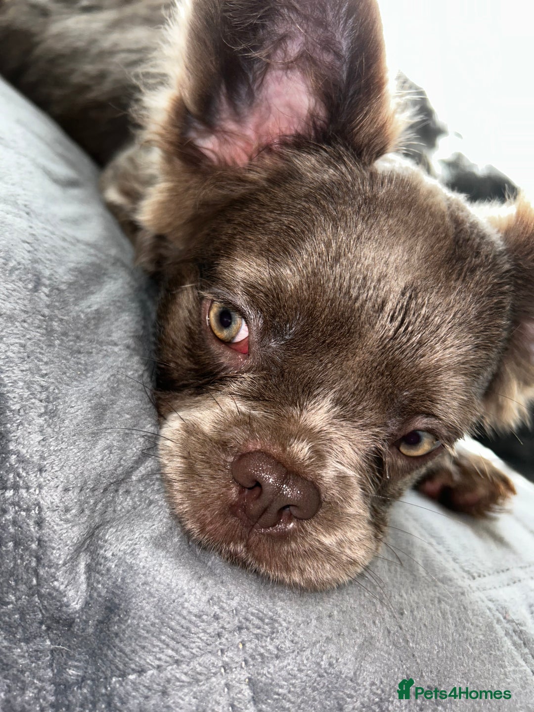French Bulldog dogs for sale: Fluffy French female bulldog  - Image 5