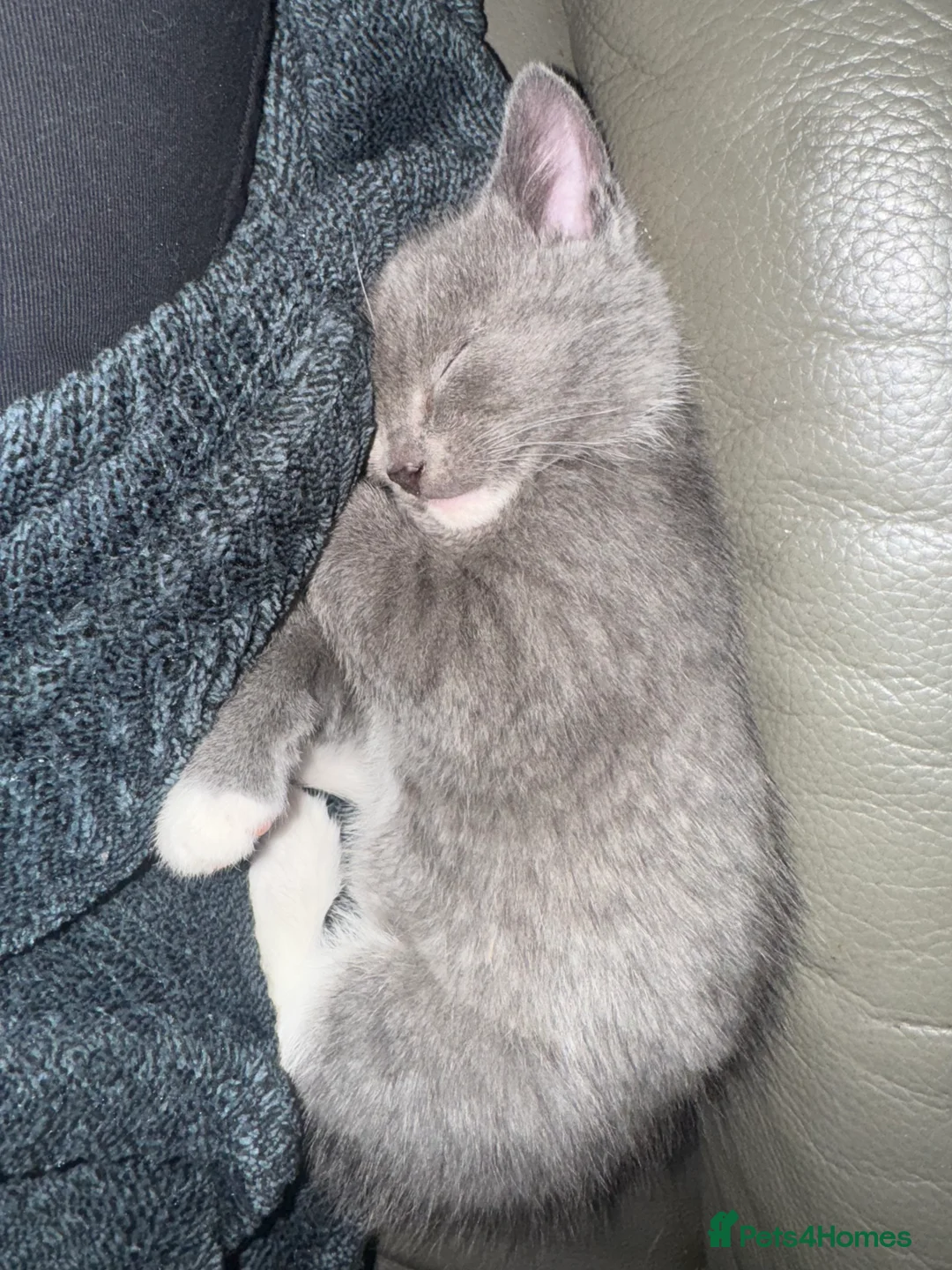 Mixed Breed cats for sale: Beautiful and super friendly mixed kittens - Advert 25