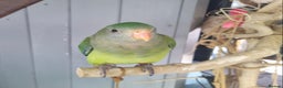 Parrots birds for sale: Silly tame female DNA sexed Barraband parrot. - Advert 2