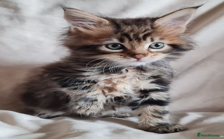 Maine Coon cats - Advert 10