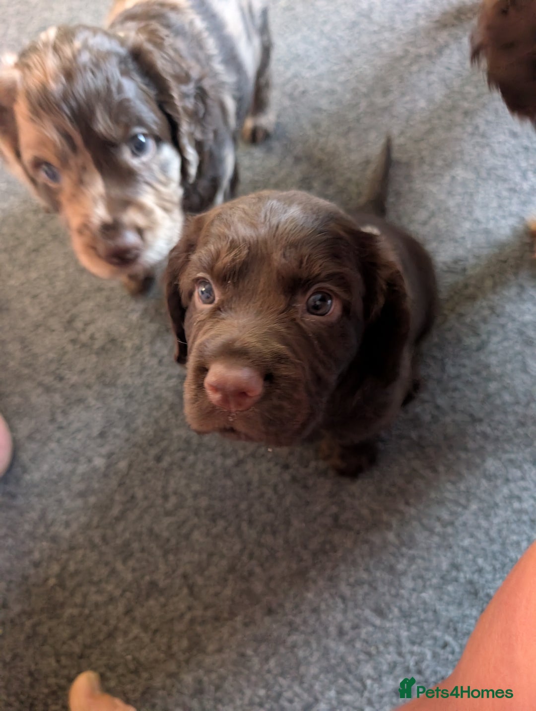 Cocker Spaniel dogs for sale: 6 beautiful cocker spaniel puppies in Wadhurst - Image 6
