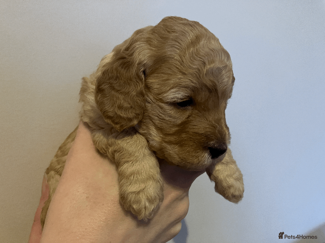 Cavapoo dogs for sale: Outstanding F1B Cavapoos - Health Tested Parents  - Advert 13