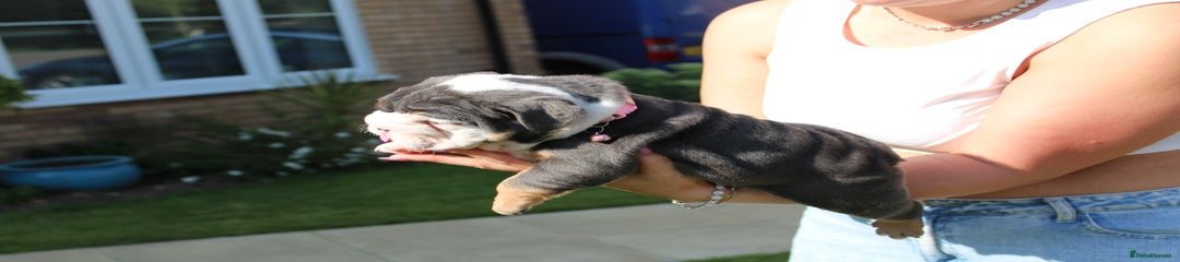Pink (Rolo)