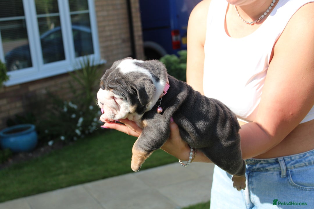 English Bulldog dogs for sale: *REDUCED* English Bulldog Puppies - Image 27