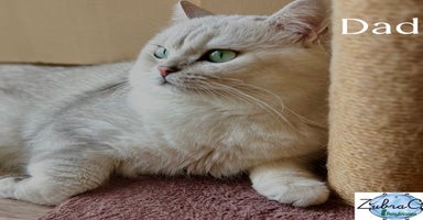 British Shorthair cats - Advert 12