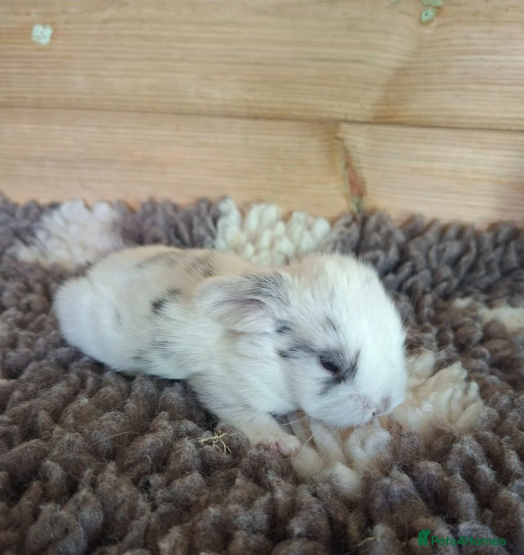 Mini Lop rabbits for sale: Young Rabbits for sale in Liss - Advert 2