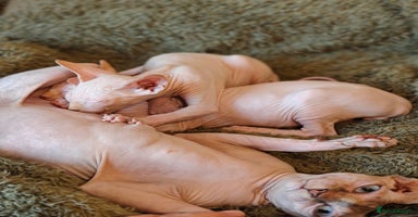 Sphynx cats TICA Registered Sphynx Kittens – Ready to move - Advert 9