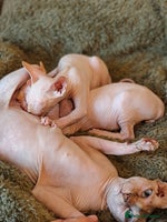 Sphynx cats TICA Registered Sphynx Kittens – Ready to move - Advert 3