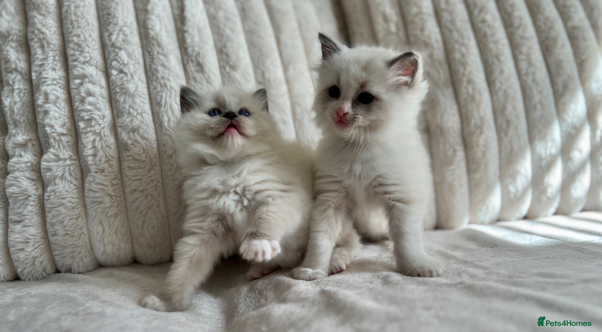 Ragdoll cats TICA REGISTERED Gorgeous Ragdoll Kitten - Advert 1