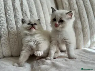 Ragdoll cats TICA REGISTERED Gorgeous Ragdoll Kitten - Advert 1