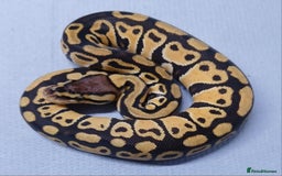 Python Snake reptiles for sale: Hatchling Royal Python's  - Image 20