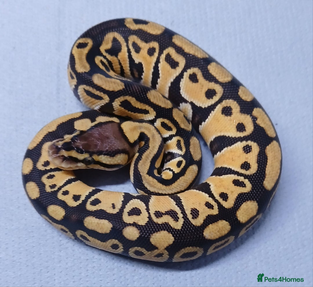 Python Snake reptiles for sale: Hatchling Royal Python's  - Image 20