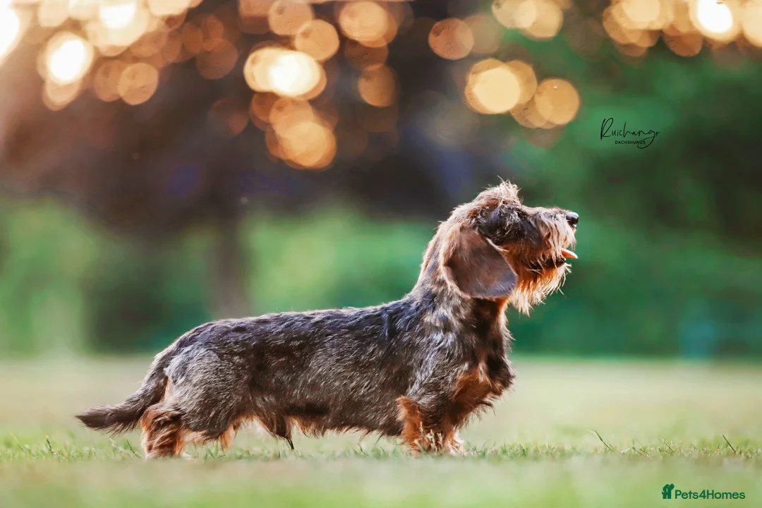 Miniature Dachshund dogs for stud: KC reg,Miniature Wire Haired Dachshund, Wild Boar - Advert 2
