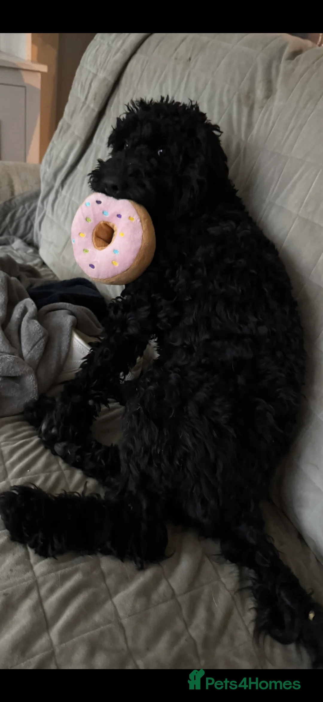 Cockapoo dogs for sale: Tilly  - Advert 8