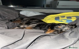 Miniature Dachshund dogs for sale: Miniature daschund - Image 2