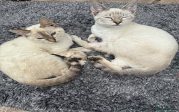 Bengal cats for sale: Snow Bengal lynx - Image 9