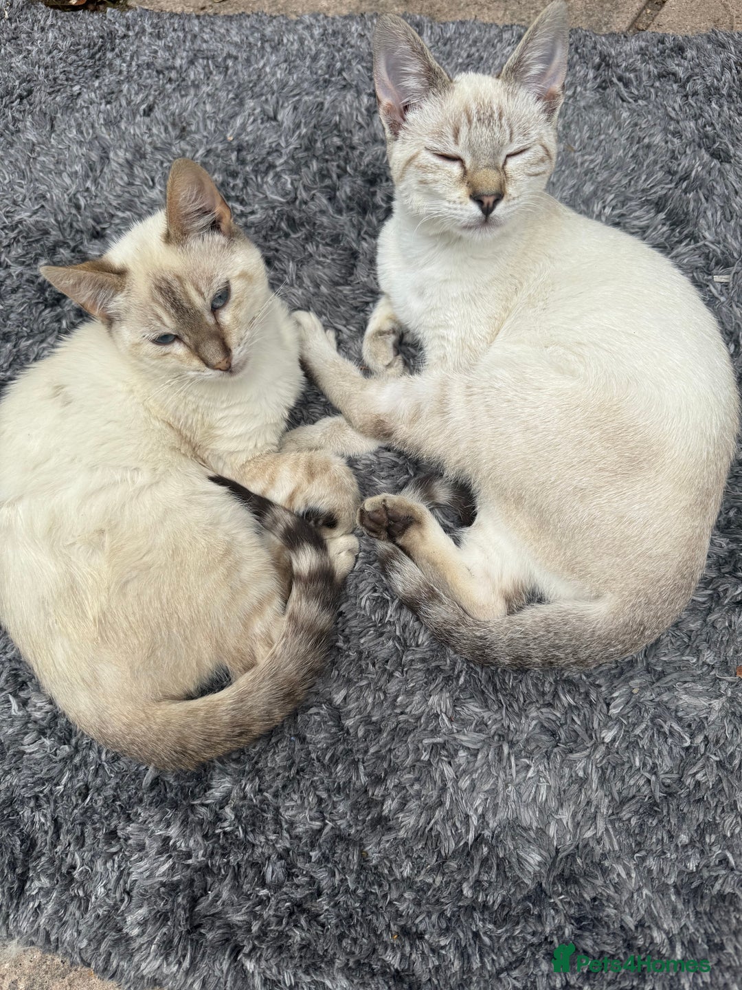 Bengal cats for sale: Snow Bengal lynx - Image 9