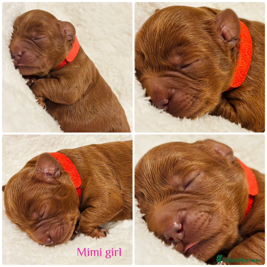 Cavapoo dogs for sale: Beautiful litter of F1 Cavapoo puppies  - Advert 5