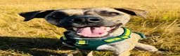 Mixed Breed dogs for sale: Bossgo - Advert 1