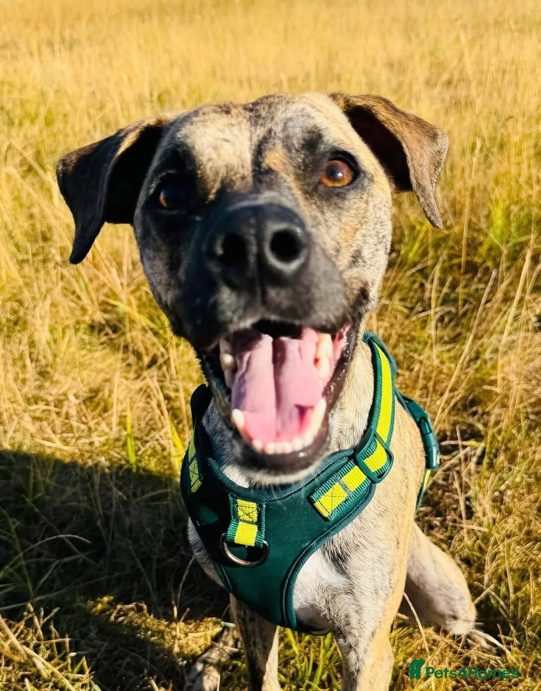 Mixed Breed dogs for sale: Bossgo - Advert 1
