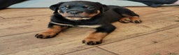 Rottweiler dogs for sale: MASSIVE ROTTWEILER PUPPIES  - Advert 19