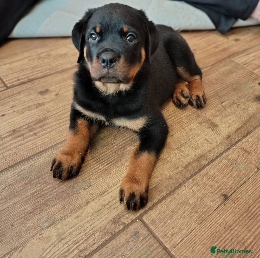 Rottweiler dogs for sale: MASSIVE ROTTWEILER PUPPIES  - Advert 19