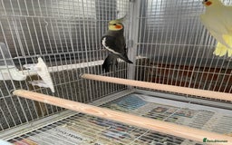 Cockatiels birds for sale: Birds Cockatiel  - Image 4