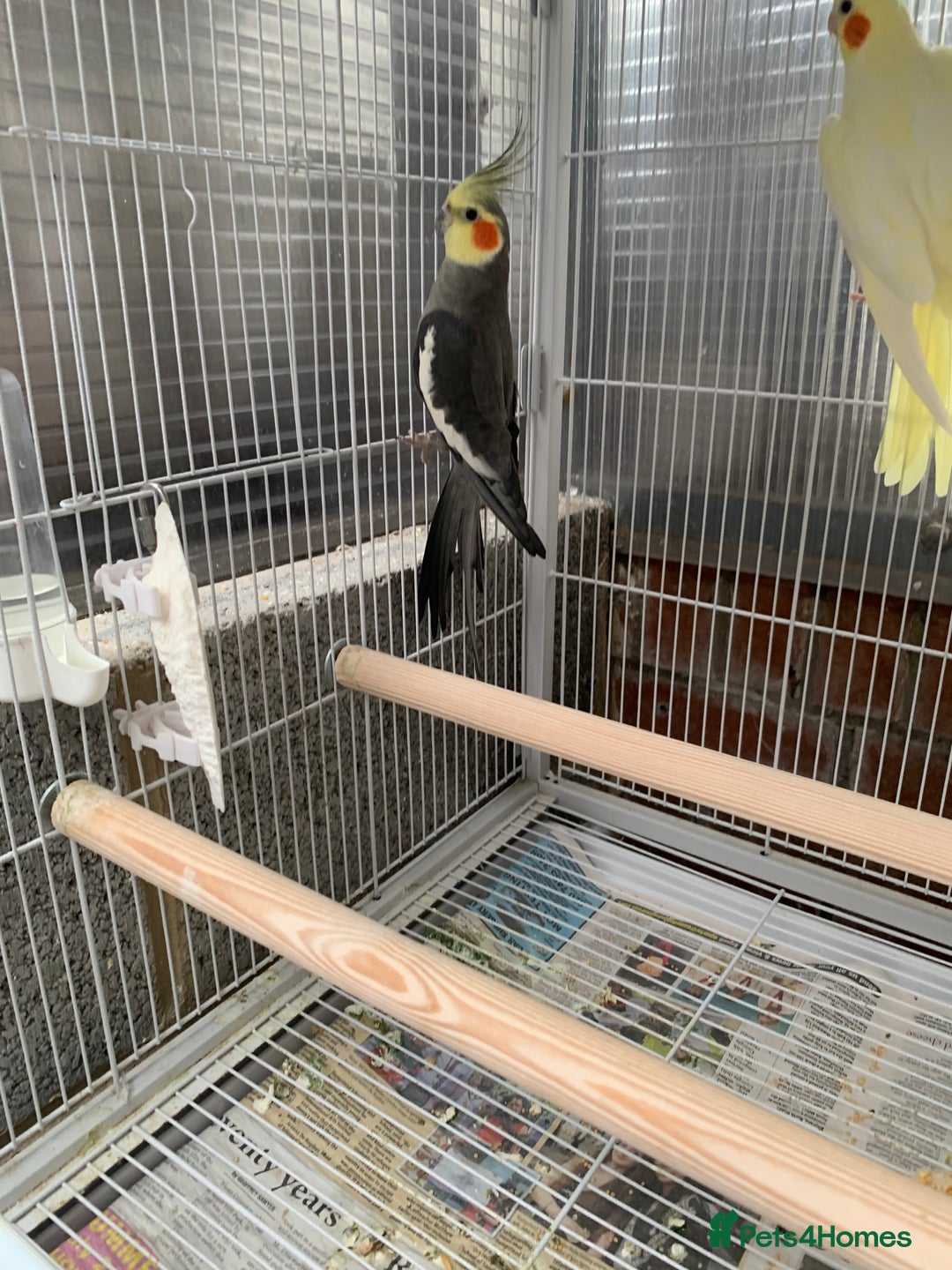 Cockatiels birds for sale: Birds Cockatiel  - Image 4