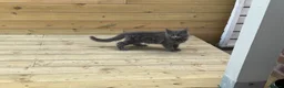 Maine Coon cats for sale: Two blue purebred Maine Coon boys ready - Advert 5