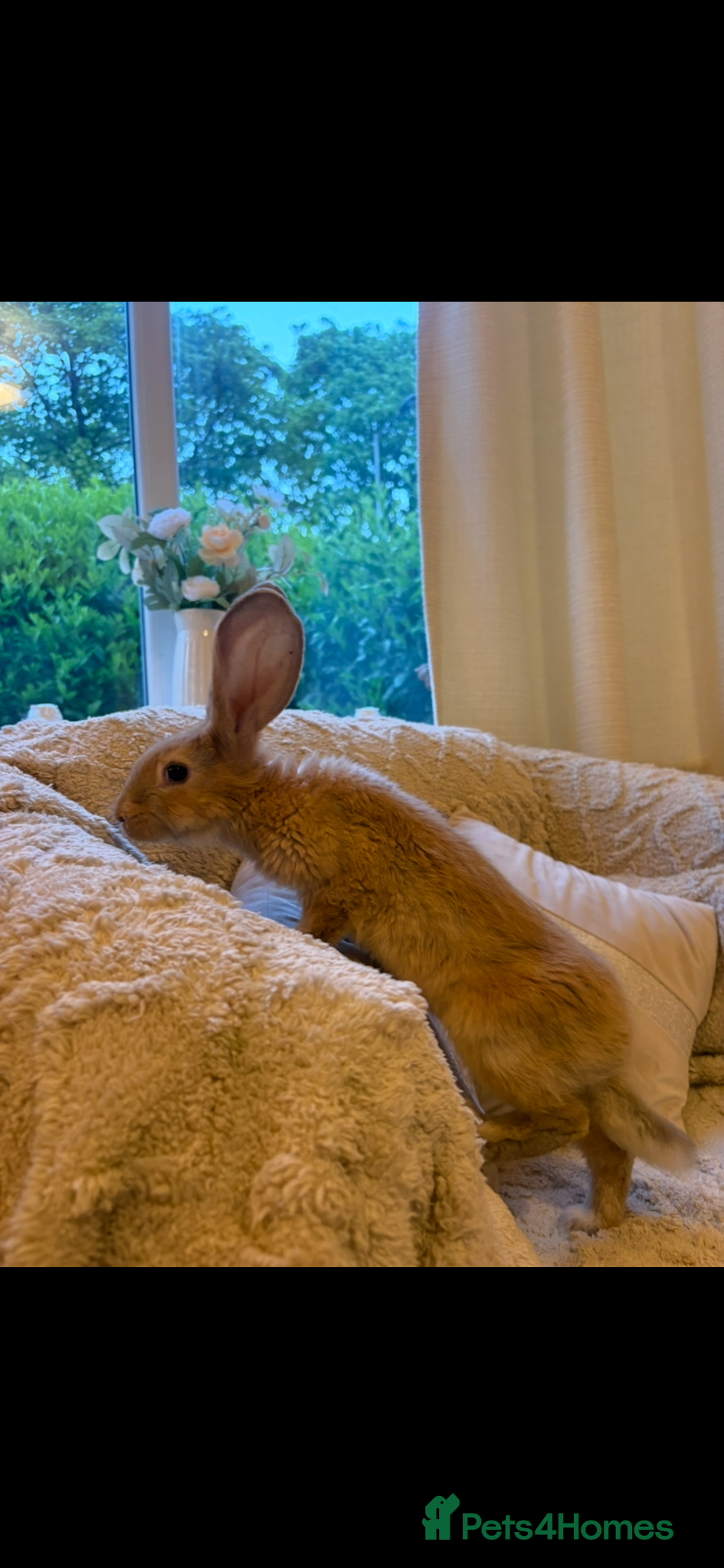 Continental Giant rabbits for sale: One left Lovely continental Giants baby rabbits  - Advert 10