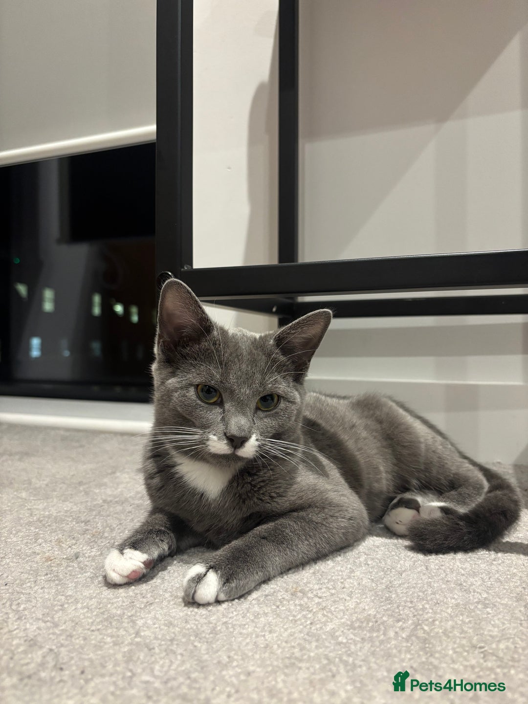 Mixed Breed cats for sale: British Shorthair and Russian Blue mix Kitten - Advert 1
