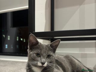 Mixed Breed cats British Shorthair and Russian Blue mix Kitten - Advert 1