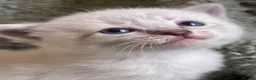 Mixed Breed cats for sale: Adorable fluffy ragdoll x kittens in Okehampton - Advert 22