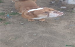 Mixed Breed dogs for sale: Stunnung Male English bulldogs - Image 7