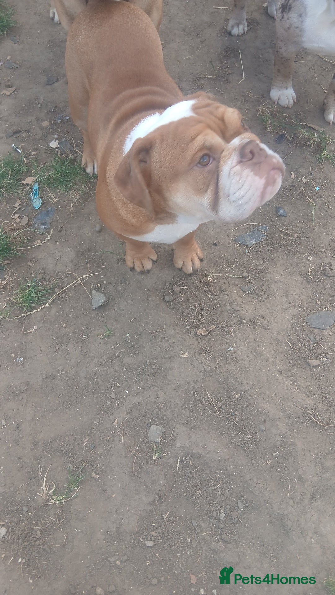 Mixed Breed dogs for sale: Stunnung Male English bulldogs - Image 7
