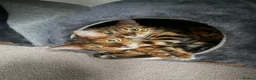 Bengal cats for sale: 2 Bengal Cats *stunning colours* - Advert 9