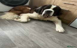 Saint Bernard dogs for sale: Saint bernard - Advert 4