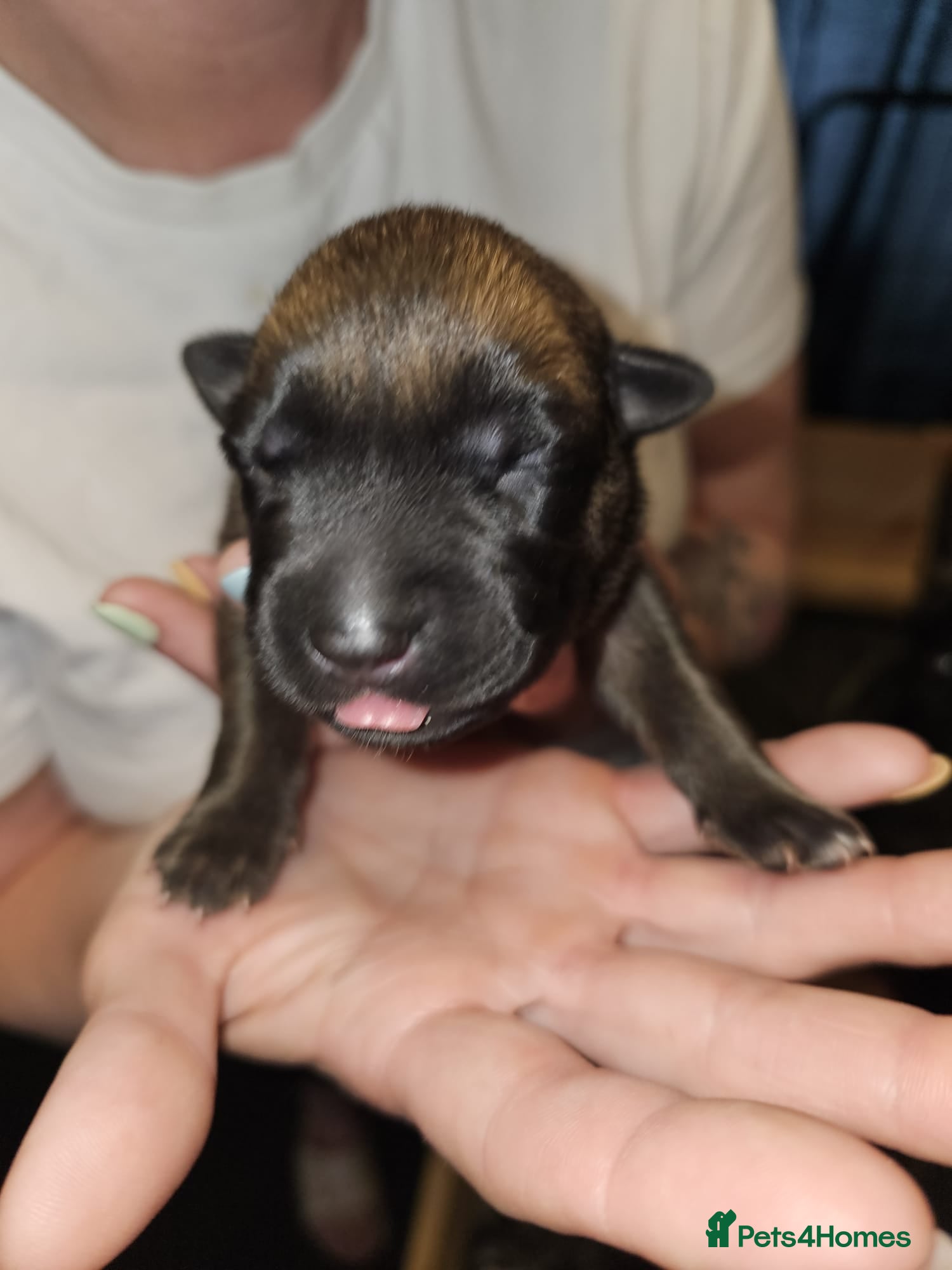 Belgian Shepherd Dog dogs for sale: Belgian Malinois Puppies for Sale (Working Line) - Advert 6