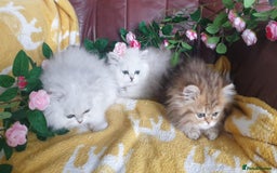 Persian cats for sale: 🌟Beautiful Pedigree Chinchilla Persian Kitten🌟 - Image 5