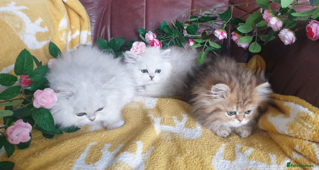 Persian cats for sale: 🌟Beautiful Pedigree Chinchilla Persian Kitten🌟 - Image 5