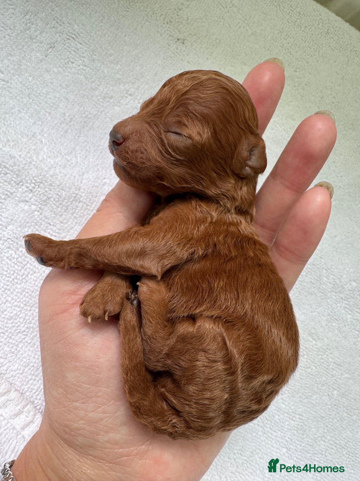 Toy Poodle dogs KC dark ExtraTiny toy poodle puppies champion line - Advert 2