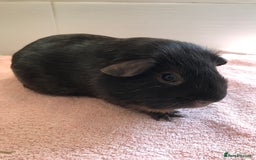 Guinea Pig rodents for sale: Two young Sows and Older boars - Image 18
