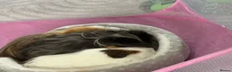 Guinea Pig rodents for sale: Male guinea pig  - Advert 6